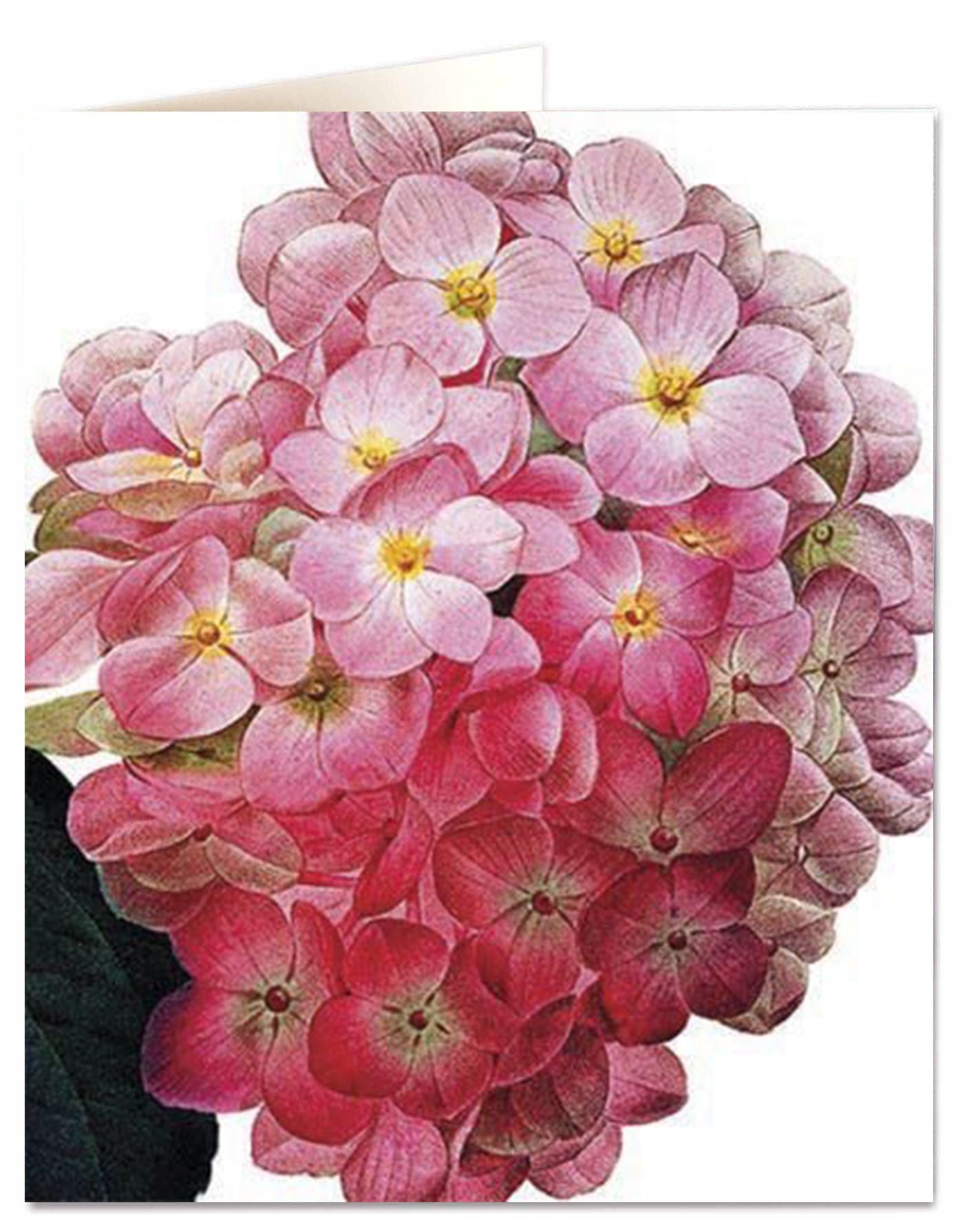 Archivist Hydrangea