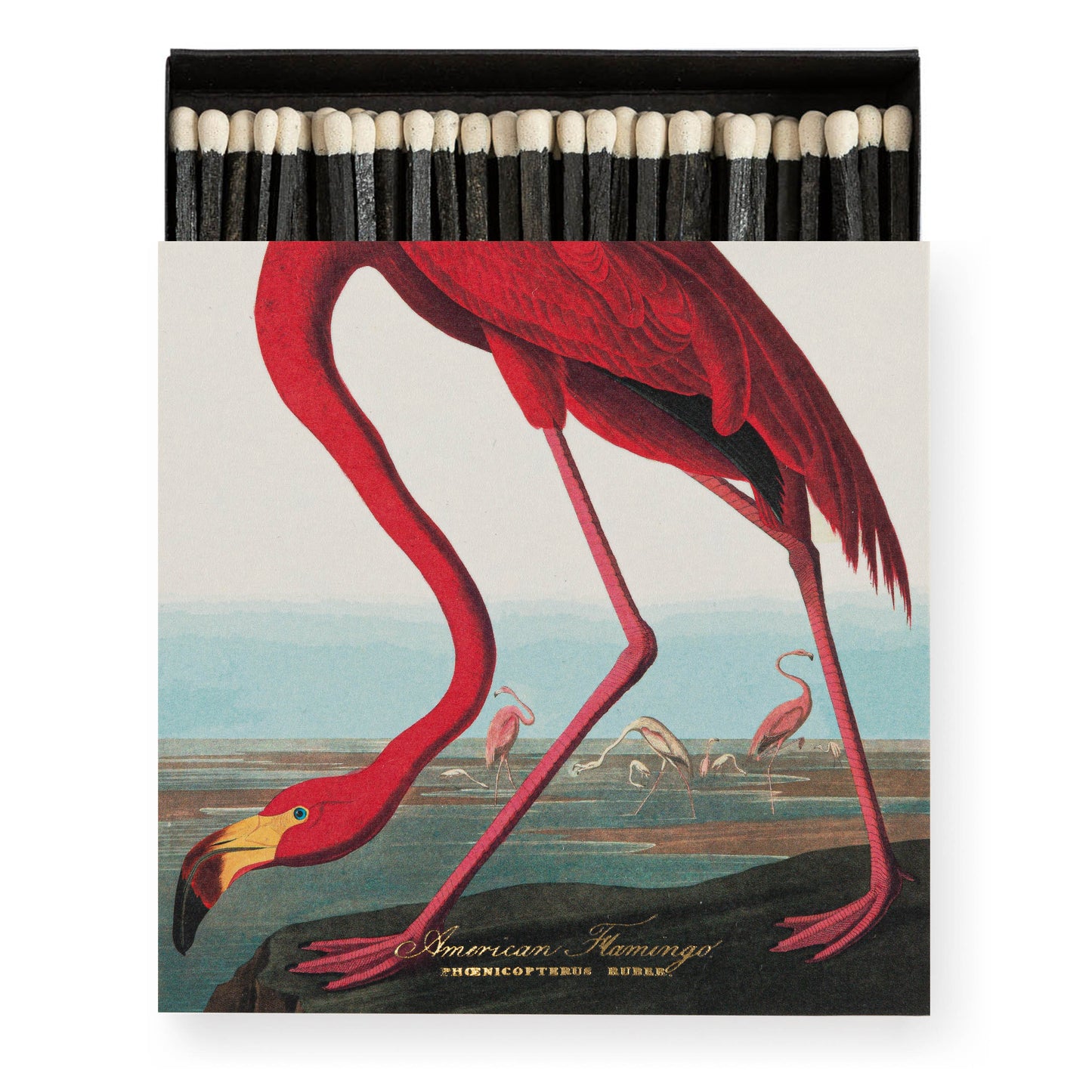 Archivist B316 The American Flamingo