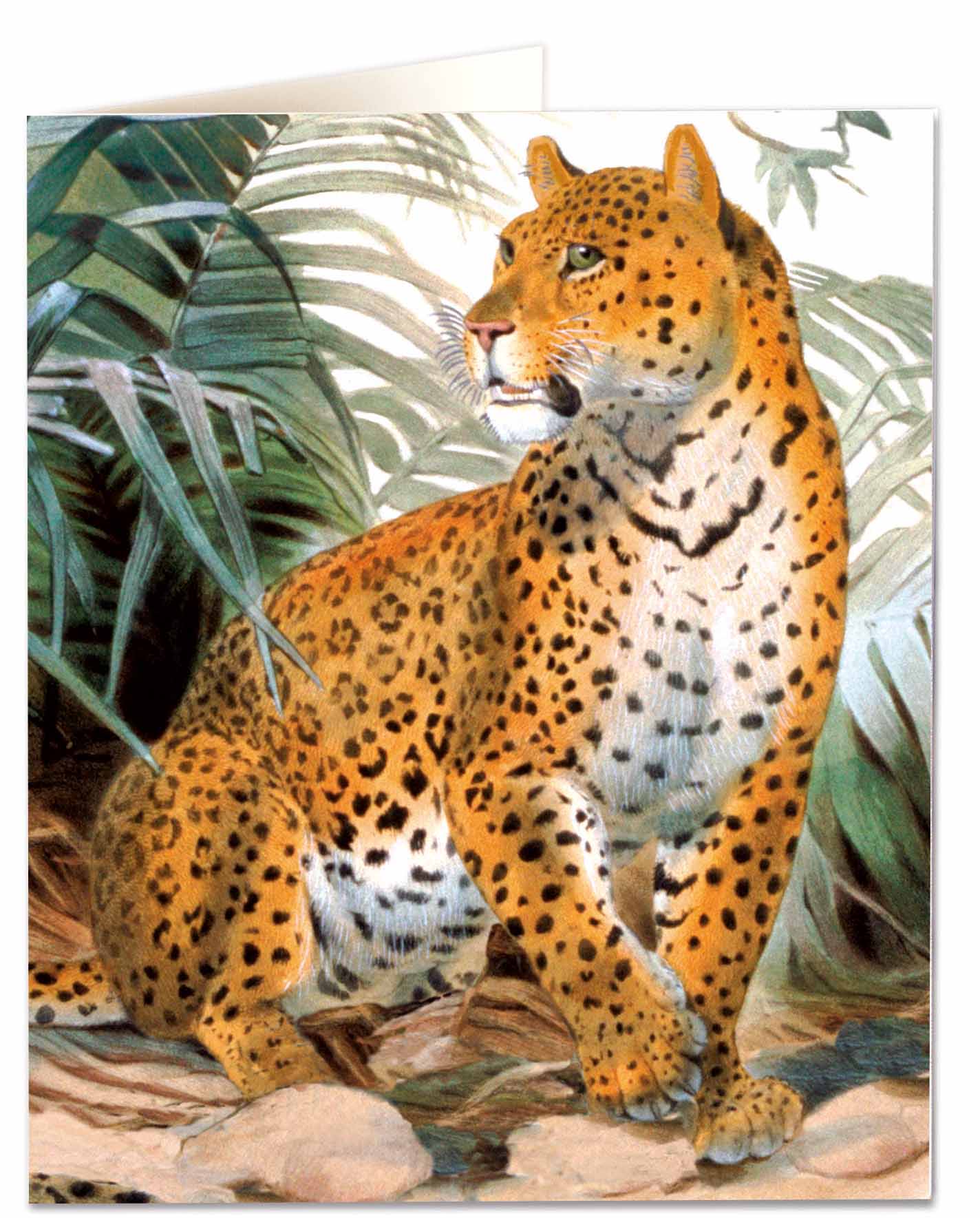 Archivist NHM437 Leopard