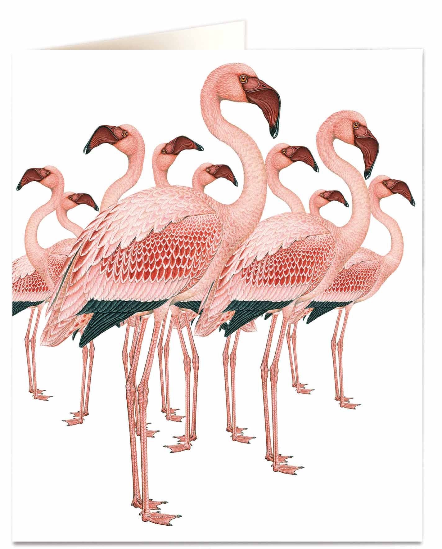 Archivist Flamingos