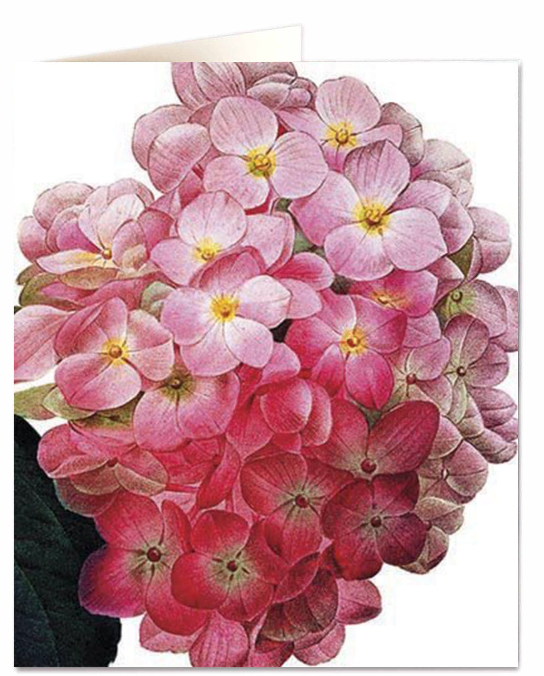 Archivist Hydrangea