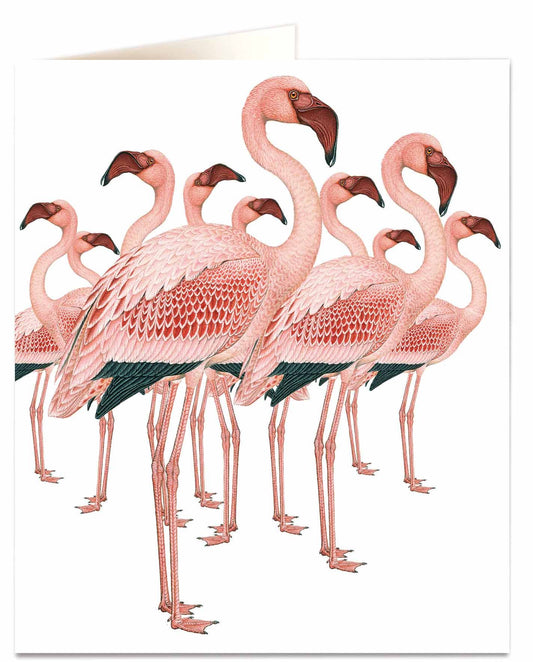 Archivist Flamingos